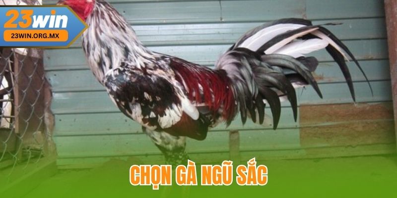 Chọn Gà Ngũ Sắc Chuẩn Nhất Tại 23WIN – Kinh Nghiệm Từ Cao Thủ Chọn Gà Ngũ Sắc tại 23WIN