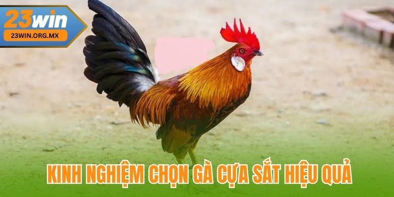 Kinh nghiệm chọn gà cựa sắt hiệu quả