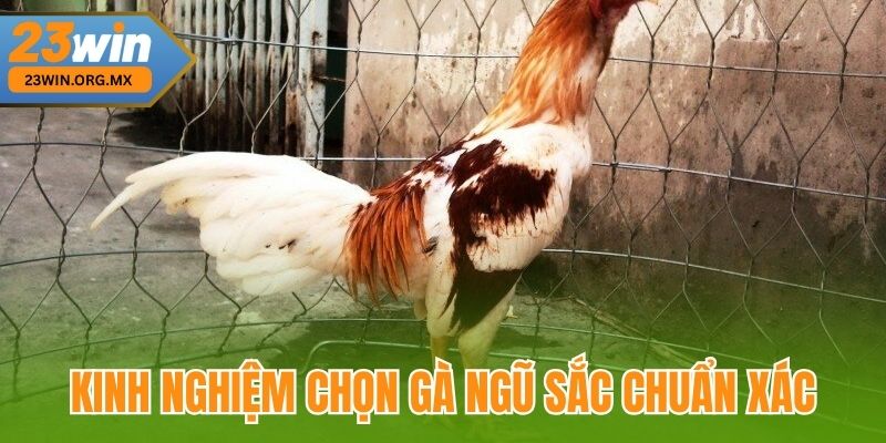 Chọn Gà Ngũ Sắc Chuẩn Nhất Tại 23WIN – Kinh Nghiệm Từ Cao Thủ Kinh nghiệm chọn gà ngũ sắc chuẩn xác