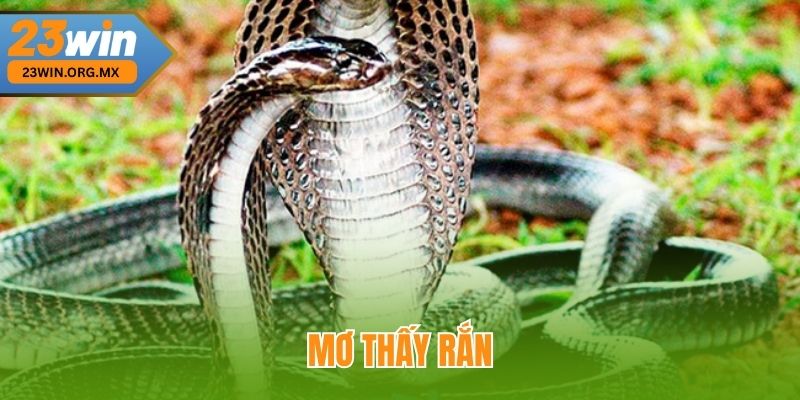 Mơ Thấy Rắn – Có Ý Nghĩa Gì, Điềm Báo Và Con Số Liên Quan Tại 23WIN Mơ Thấy Rắn