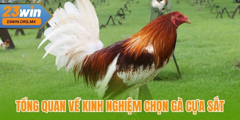 Tổng quan về kinh nghiệm chọn gà cựa sắt tại 23WIN