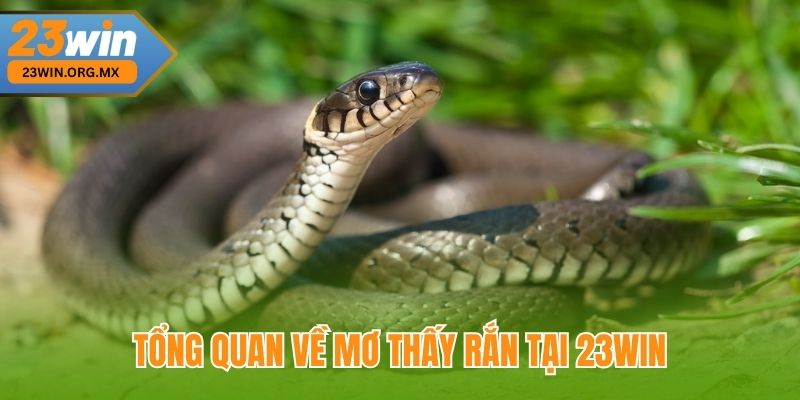 Mơ Thấy Rắn – Có Ý Nghĩa Gì, Điềm Báo Và Con Số Liên Quan Tại 23WIN Tổng Quan Về Mơ Thấy Rắn Tại 23WIN